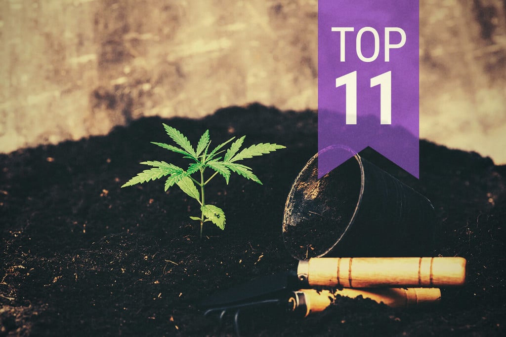 Top 11 Mistakes To Avoid When Growing Cannabis