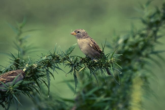 Birds and Cannabis: Symptoms And Solutions