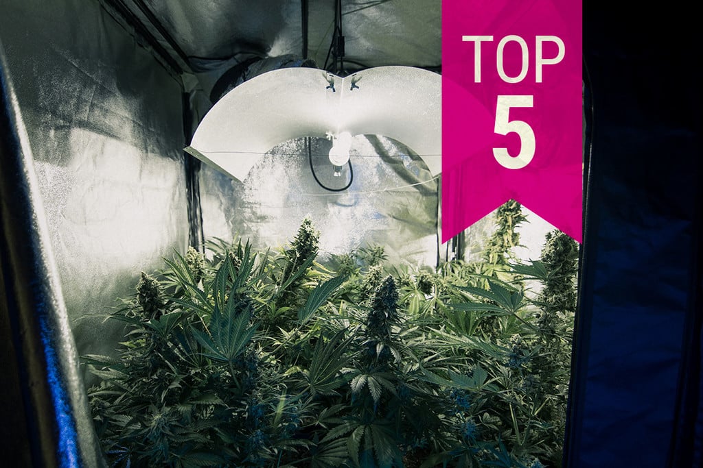 Top 5 Low Odour Cannabis Strains To Keep Stench Under Control