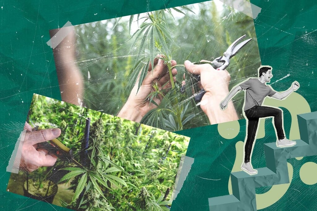 Grafting Cannabis: How to Grow Multiple Strains on One Plant