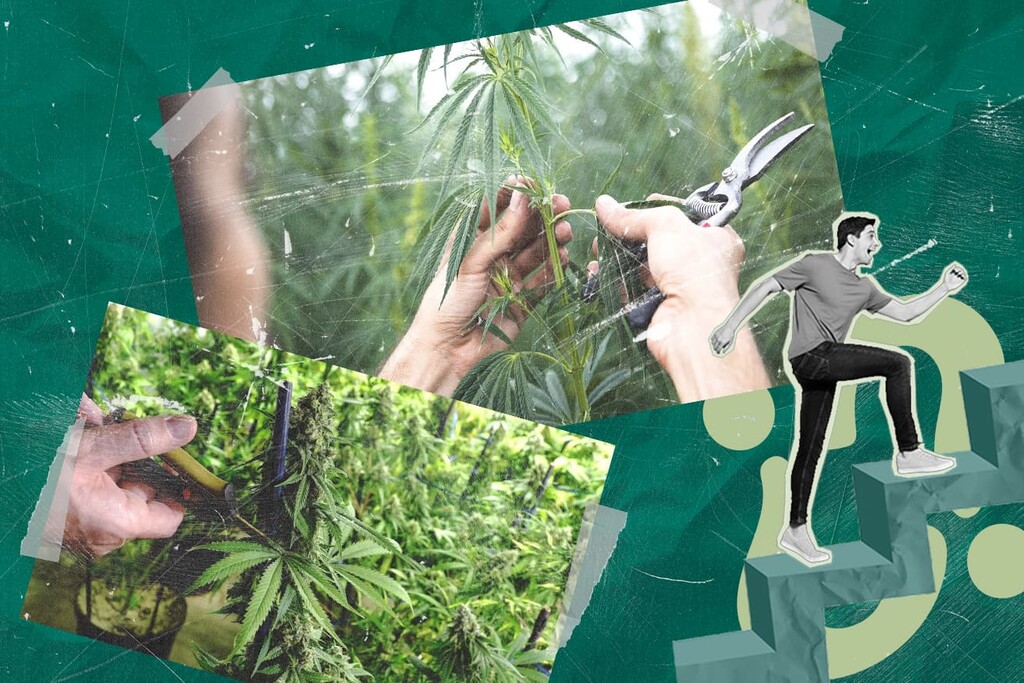 Grafting Cannabis: How to Grow Multiple Strains on One Plant