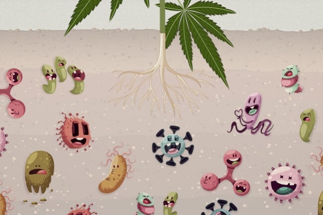 Why Soil Microbes Are Vital Within Your Cannabis Garden