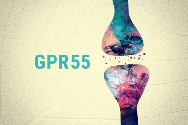 Is GPR55 the Third Cannabinoid Receptor?