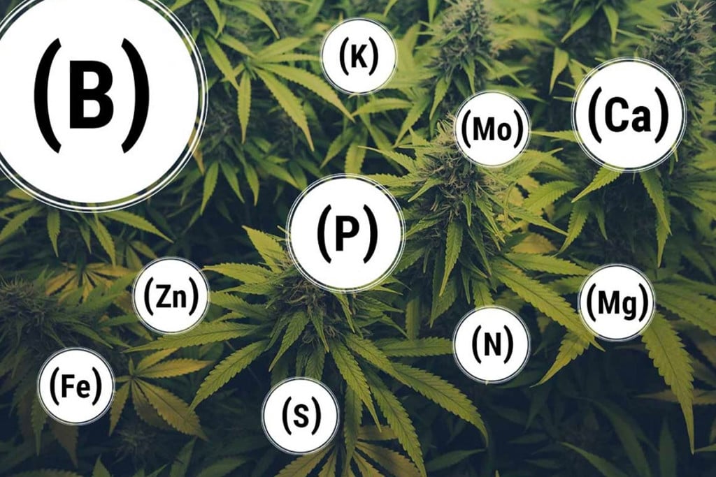 How To Prevent And Fix Every Cannabis Nutrient Deficiency