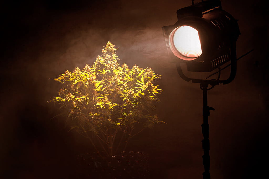 How to Avoid the Threat of Cannabis Light Pollution