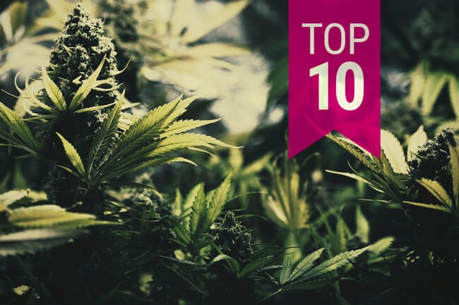 Top 10 Kush Cannabis Strains From Royal Queen Seeds