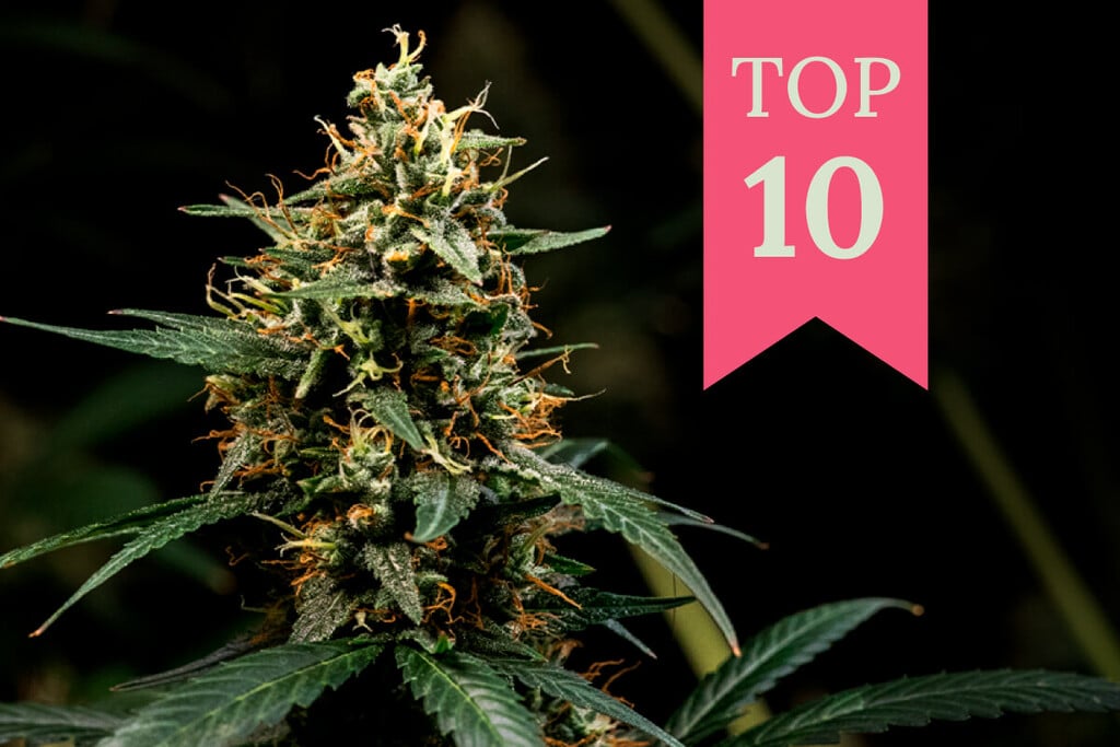Top 10 Kush Cannabis Strains
