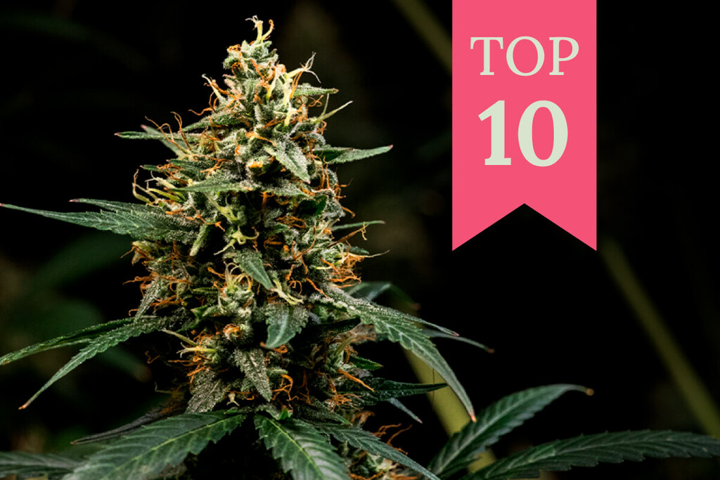 Top 10 Kush Cannabis Strains 
