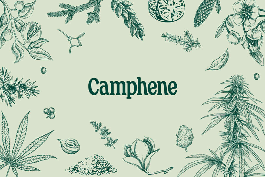 Camphene - A Minor Terpene With Big Medicinal Potential