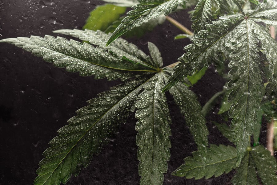 How Can Vapour Pressure Deficit (VPD) Boost Cannabis Yields?