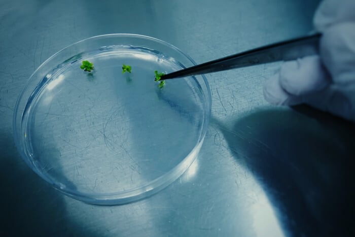 Tissue Culture Propagation: The Future Of Cannabis Cloning?
