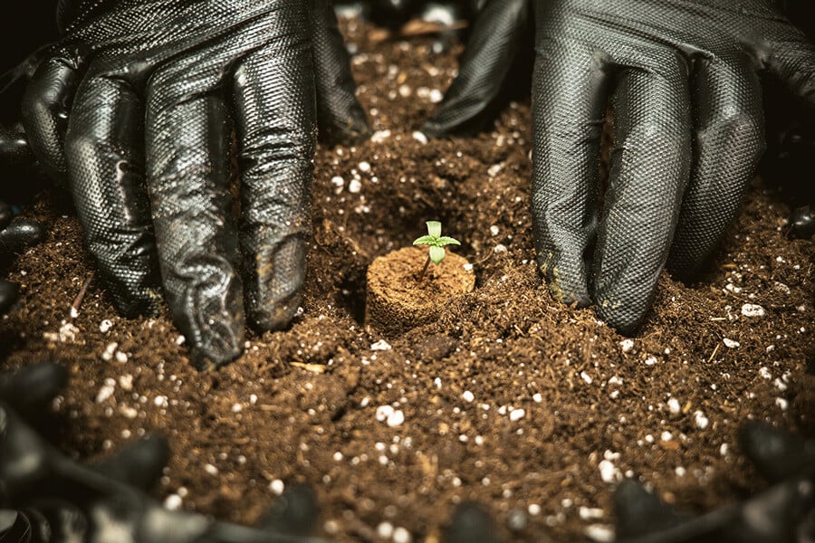 The Best Soil For Growing Autoflowering Cannabis