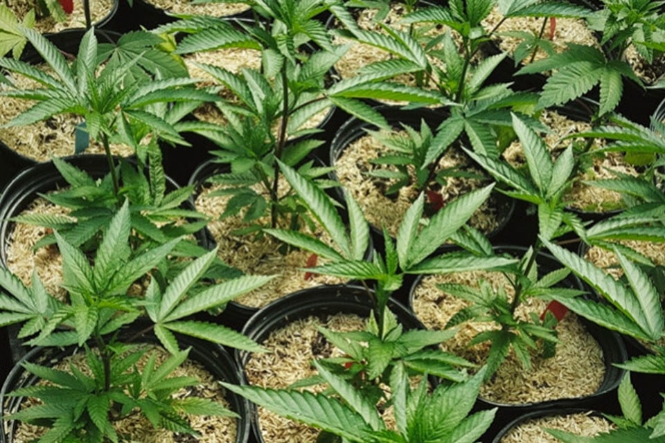 How to Use Mulch for Healthier Cannabis Plants