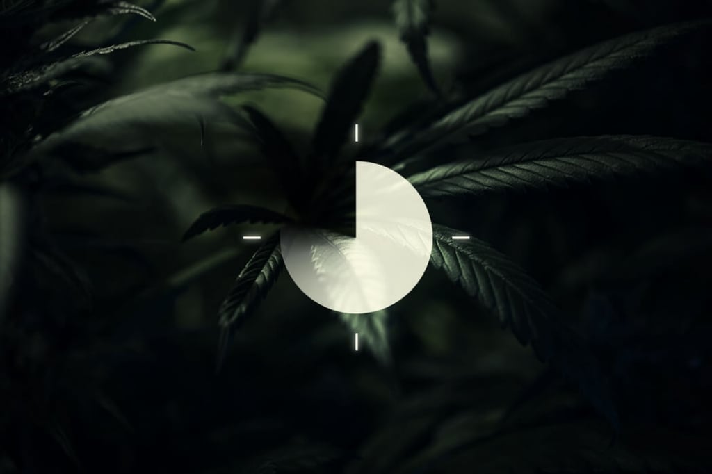 The Importance of the Dark Cycle for Growing Cannabis