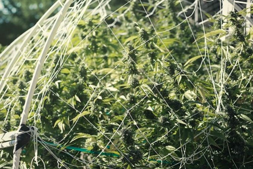The Art Of Cannabis Trellising
