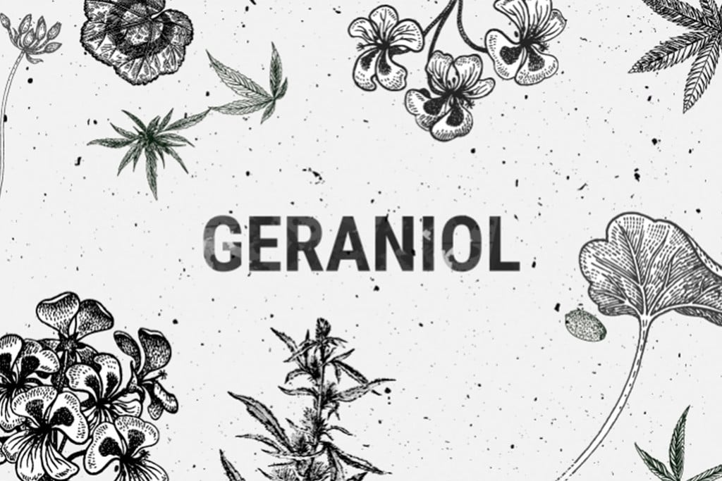 Geraniol: An Intriguing Cannabis Terpene 