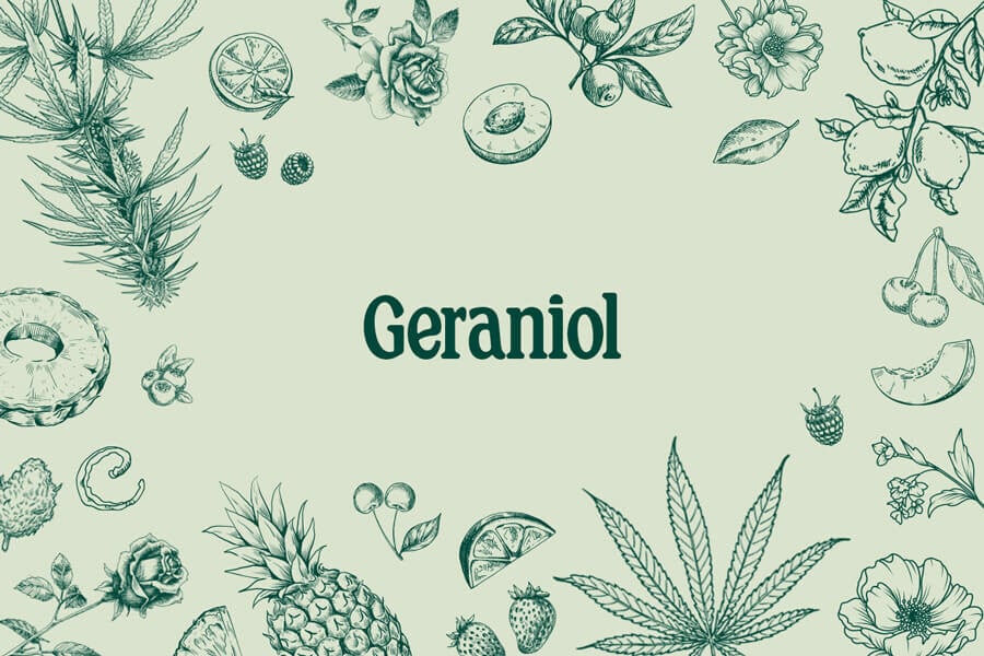 Geraniol: An Intriguing Cannabis Terpene 