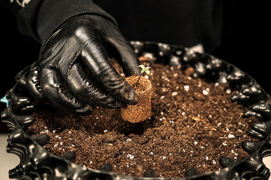 How and When to Transplant Cannabis Seedlings