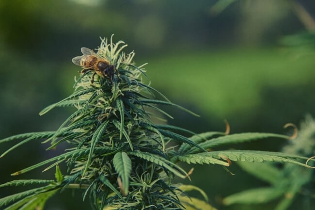 The Curious Case Of Bees And Cannabis