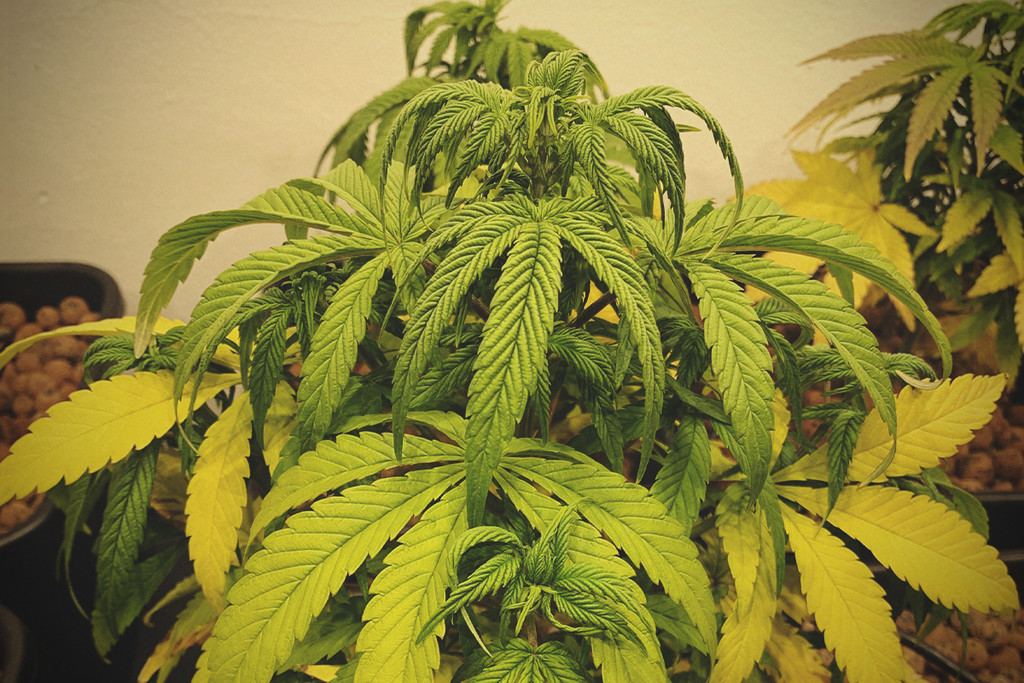 Starting Off Right: A Guide To Feeding Cannabis In The Vegetative State - Age Old