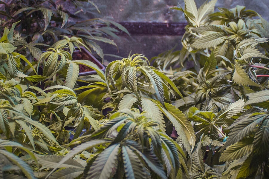 Why Are My Cannabis Leaves Curling? Common Causes and Remedies