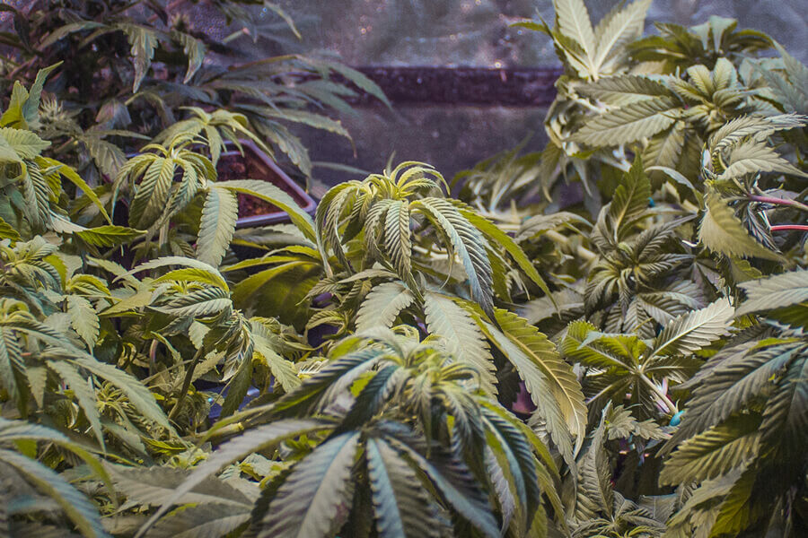 Why Are My Cannabis Leaves Curling? Common Causes and Remedies