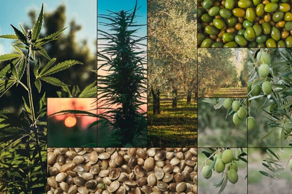 Hemp Seed Oil Vs Olive Oil: What's The Difference?