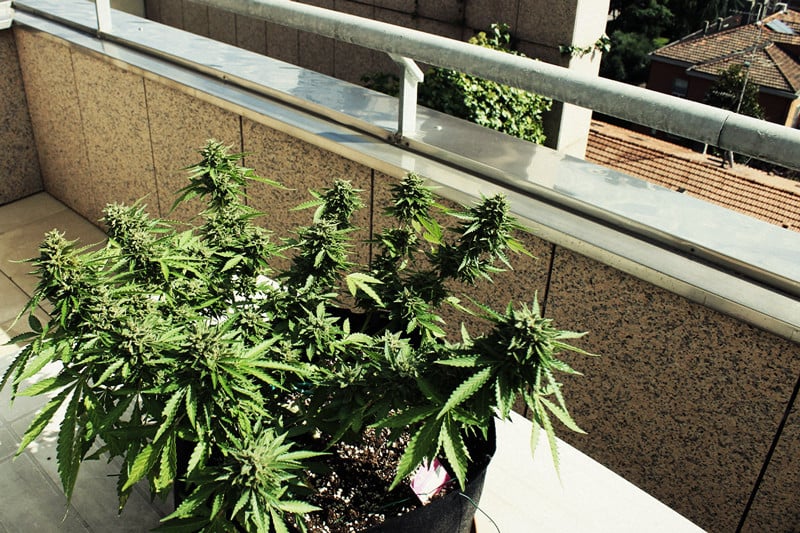 How To Grow Great Weed On A Balcony Or Terrace