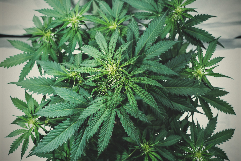 Cannabis Bloom Boosters: Helpful or Hype?