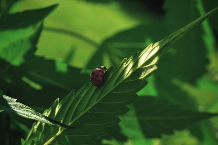 How to Use Biological Pest Control With Marijuana Plants