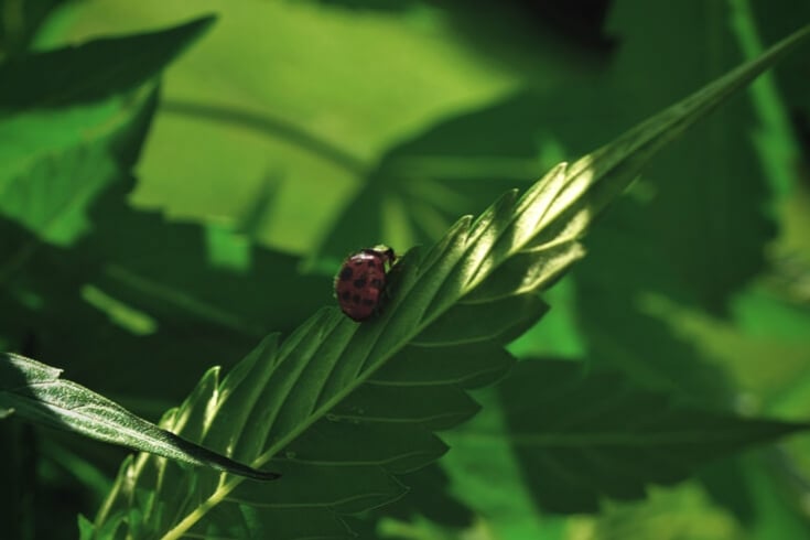 How to Use Biological Pest Control With Cannabis Plants