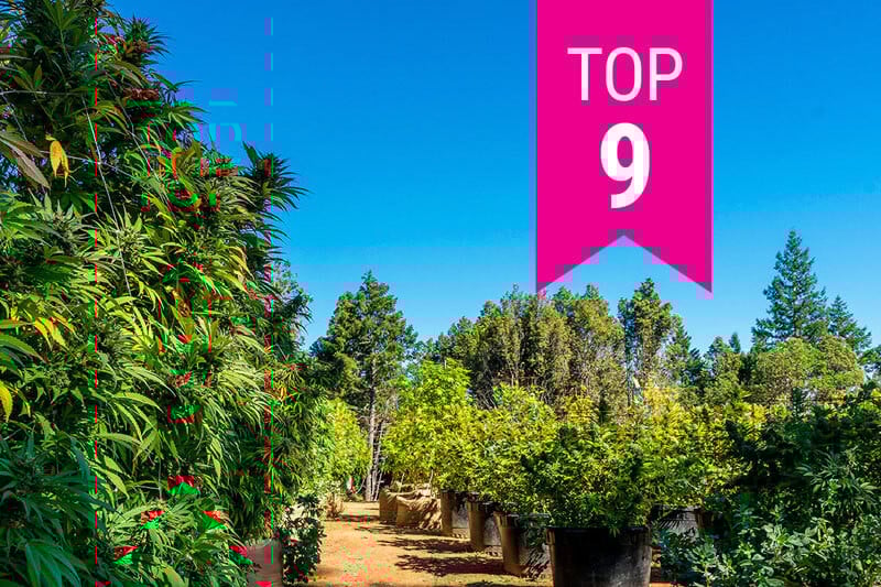 Top 9 Cali Weed Strains of 2025