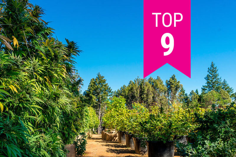 Top 9 Cali Weed Strains of 2025
