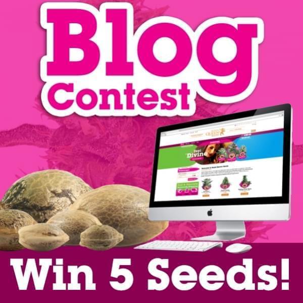 Write a Blog and receive 5 free cannabis seeds