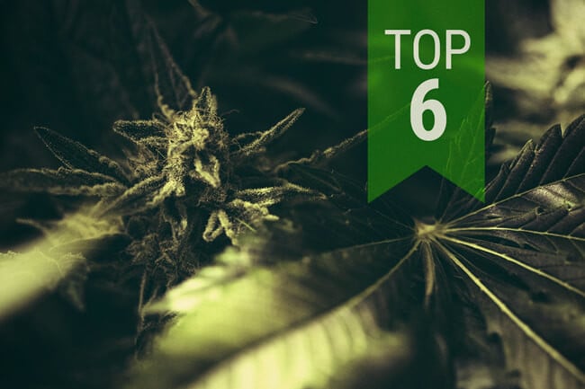 Top Classic Autoflowering Strains of 2024