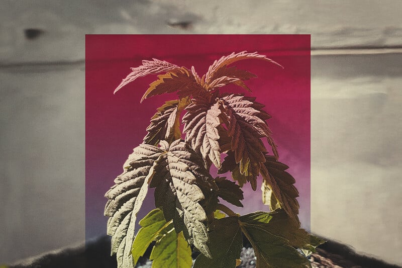 Slow Cannabis Plant Growth And What You Can Do About It