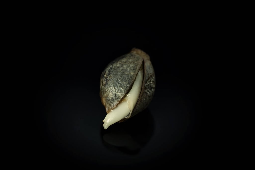 Cannabis Seed Quality: What To Know Before You Grow