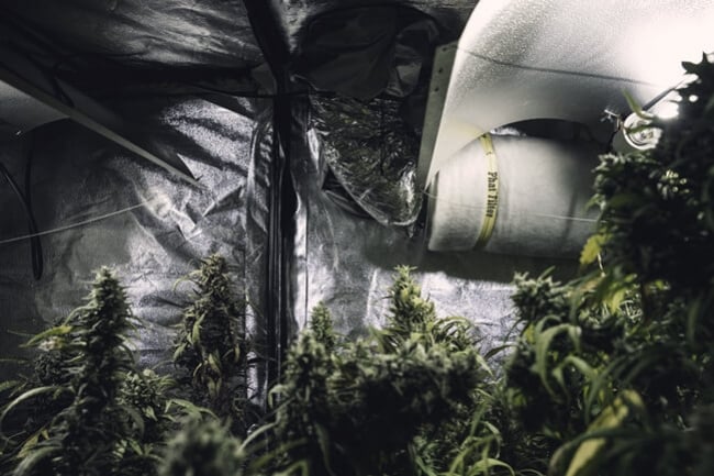 Reflective Materials For Indoor Cannabis Growers