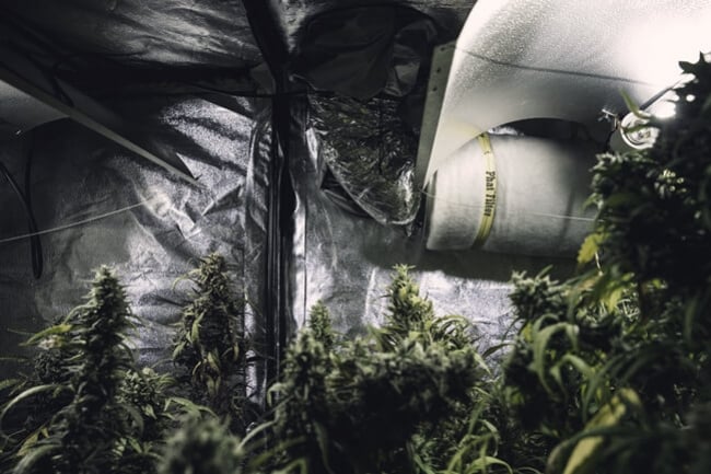 Mylar for hotsell grow room