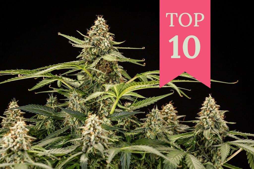 Top 10 Strains for Getting High and Stoned This Summer