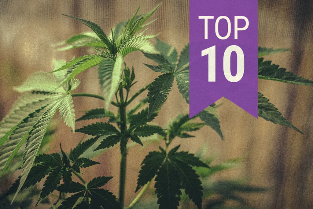 Top 10 Tips For Growing Cannabis: Answers To Your FAQs