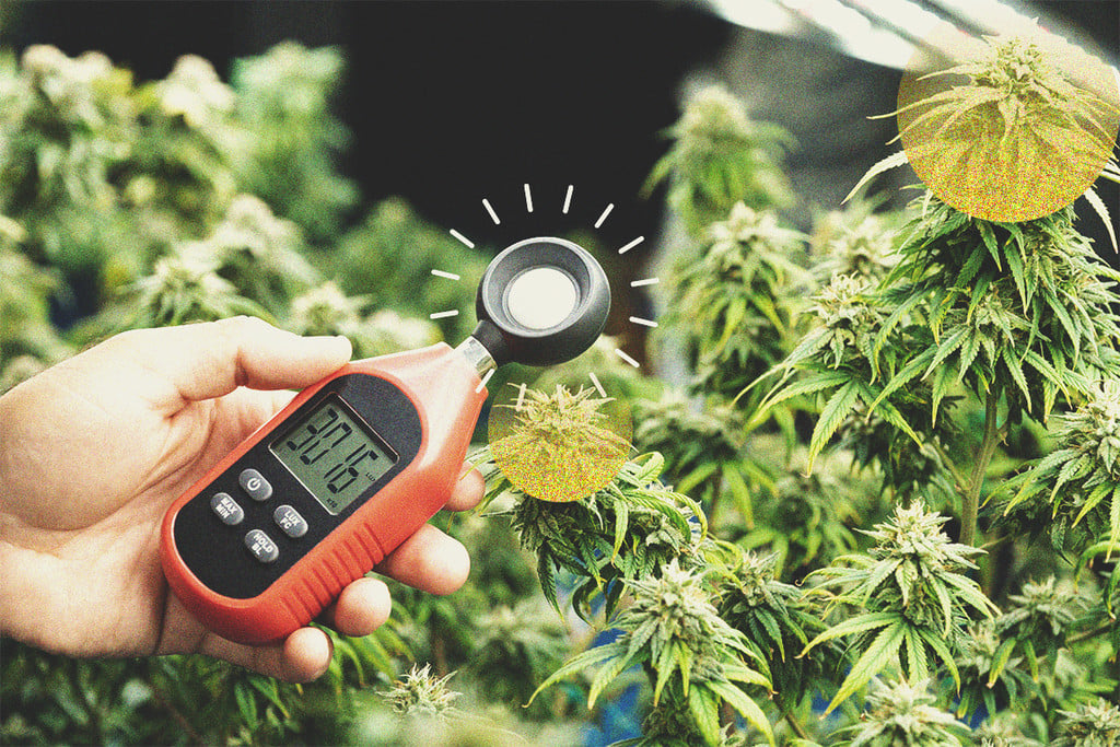 How to Use a Lux Meter to Increase Cannabis Yields