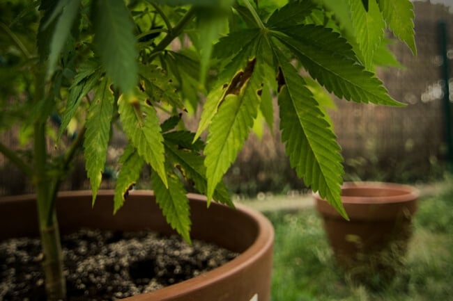 How To Recognise And Prevent Alternaria In Cannabis Plants
