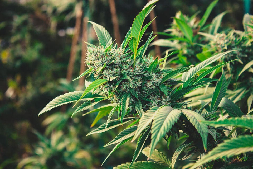 How To Grow Cannabis Outdoors in 2021