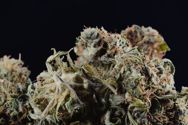 Contaminated Marijuana and How To Detect it - RQS Blog