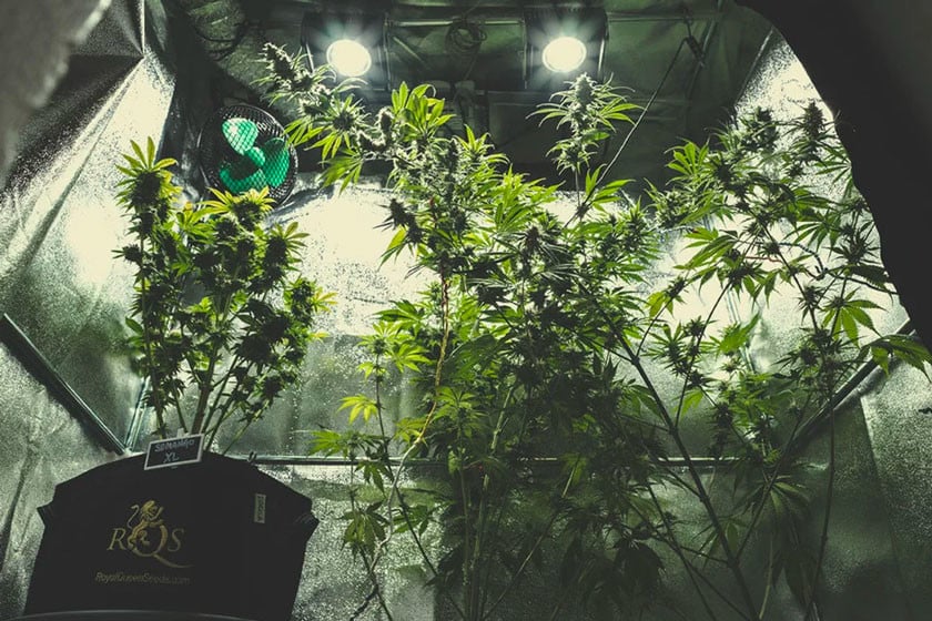 A Complete Overview Of Growing Cannabis Indoors