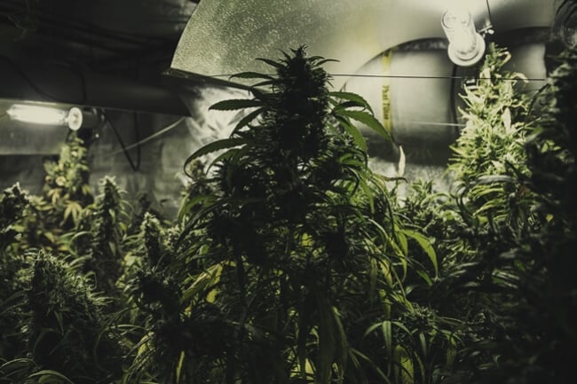 Growing Different Cannabis Strains in the Same Grow Room