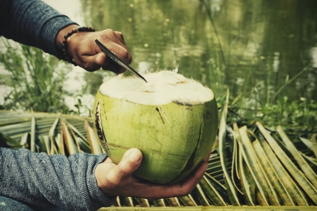 Can You Fertilise Cannabis With Coconut Water?