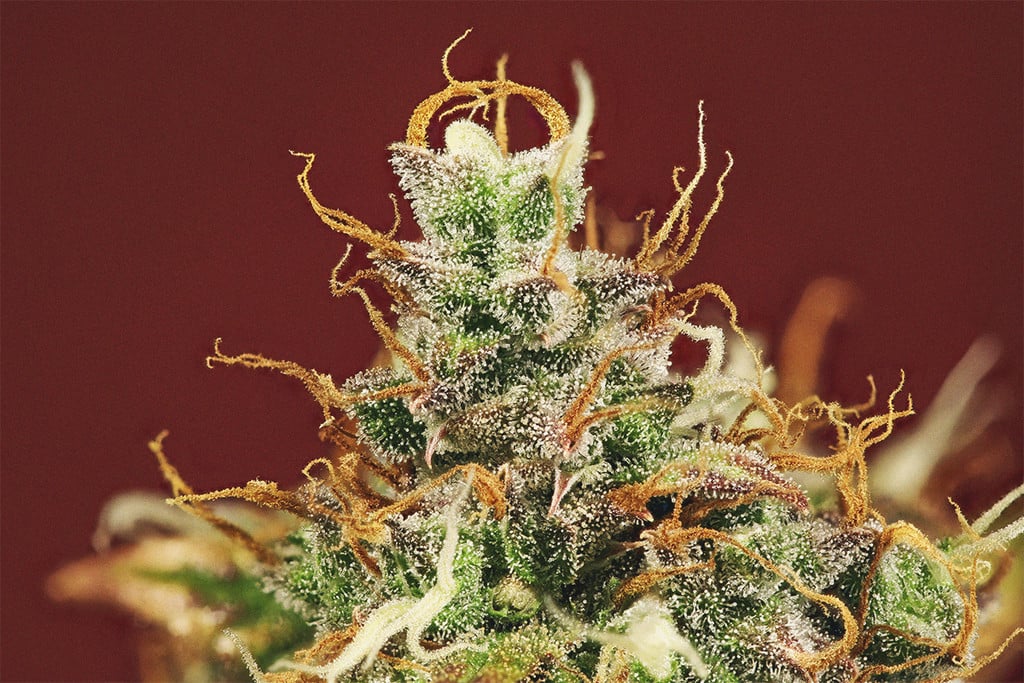 The Importance Of Pistils To Cannabis Growers