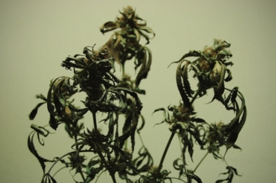 Cannabis Branches And Stems